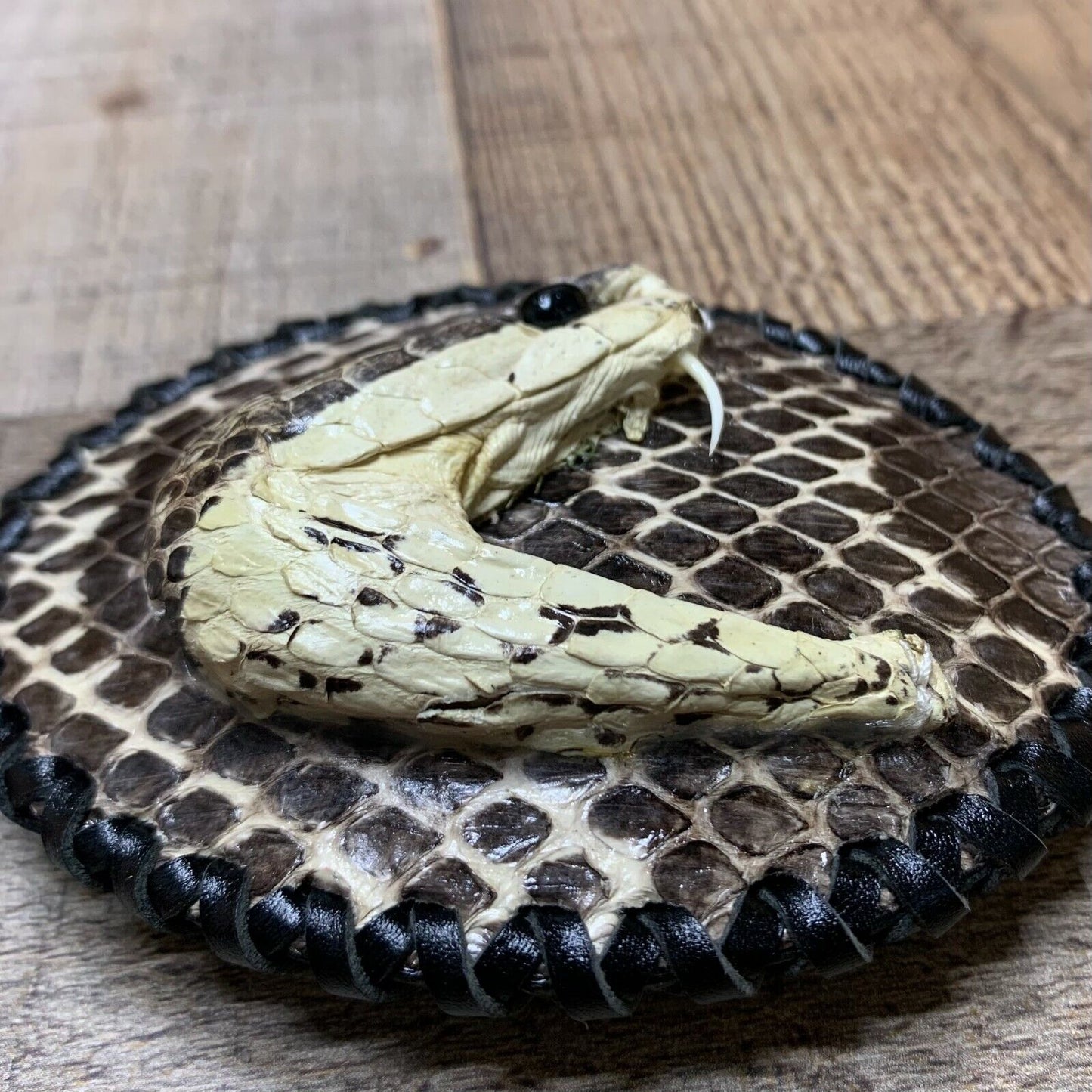 Western Cowboy Cowgirl Python Buckle Hebilla Vaquera Piton